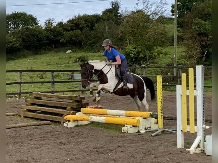 Cob Klacz 12 lat 150 cm Srokata in Sligo