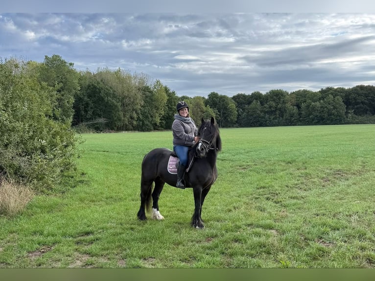 Cob Klacz 13 lat 153 cm Kara in ploegsteert