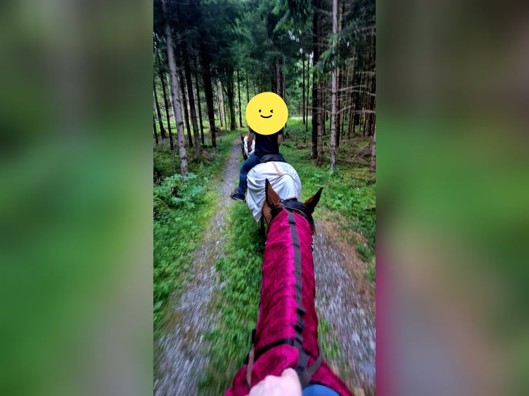 Cob Klacz 14 lat 166 cm  in Egling