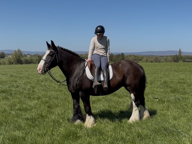 Cob Klacz 16 lat 153 cm Kara in Co laois