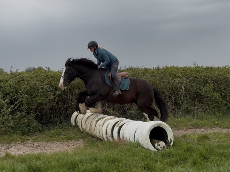Cob Klacz 16 lat 153 cm Kara in Co laois