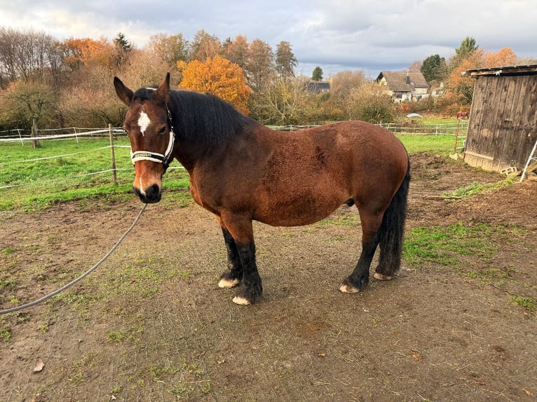 Cob Klacz 17 lat 160 cm Ciemnogniada in Hennef