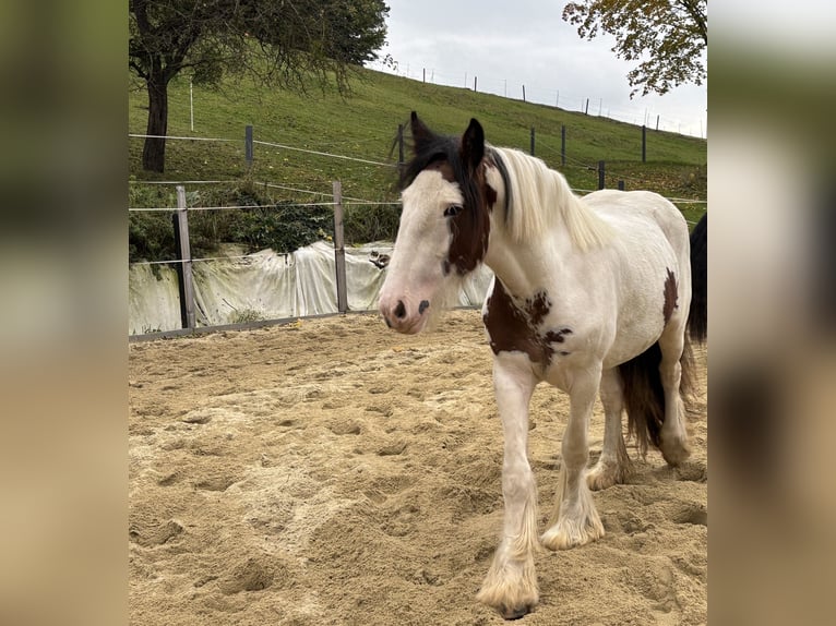 Cob Klacz 2 lat 157 cm Tobiano wszelkich maści in Rainbach