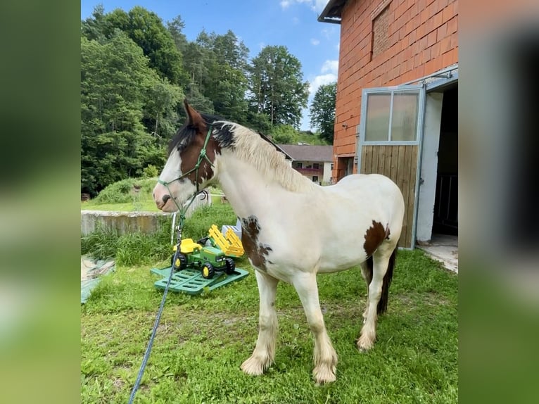 Cob Klacz 2 lat 157 cm Tobiano wszelkich maści in Rainbach