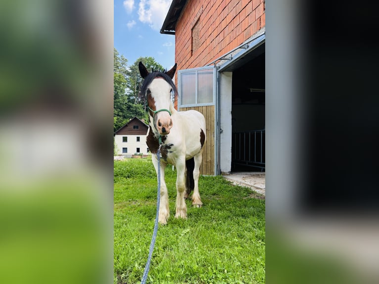 Cob Klacz 2 lat 157 cm Tobiano wszelkich maści in Rainbach