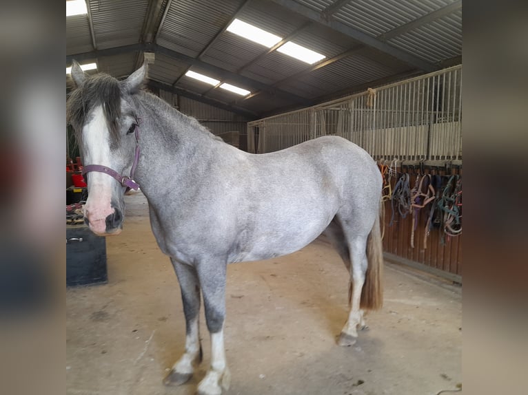 Cob Mix Klacz 3 lat 146 cm Siwa jabłkowita in Wicklow