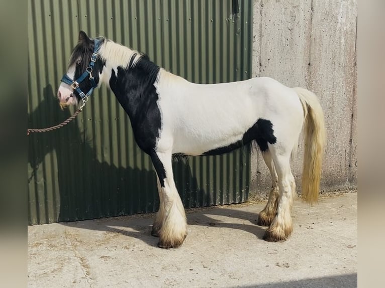Cob Klacz 4 lat 140 cm Srokata in Sligo