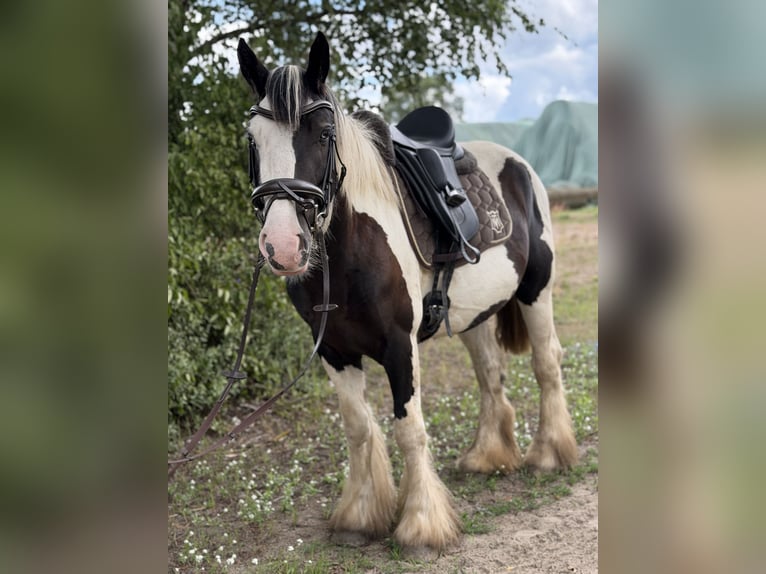 Cob Mix Klacz 4 lat 147 cm Tobiano wszelkich maści in Trebbin