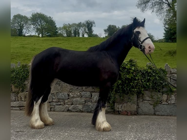 Cob Klacz 4 lat 148 cm Kara in Newry