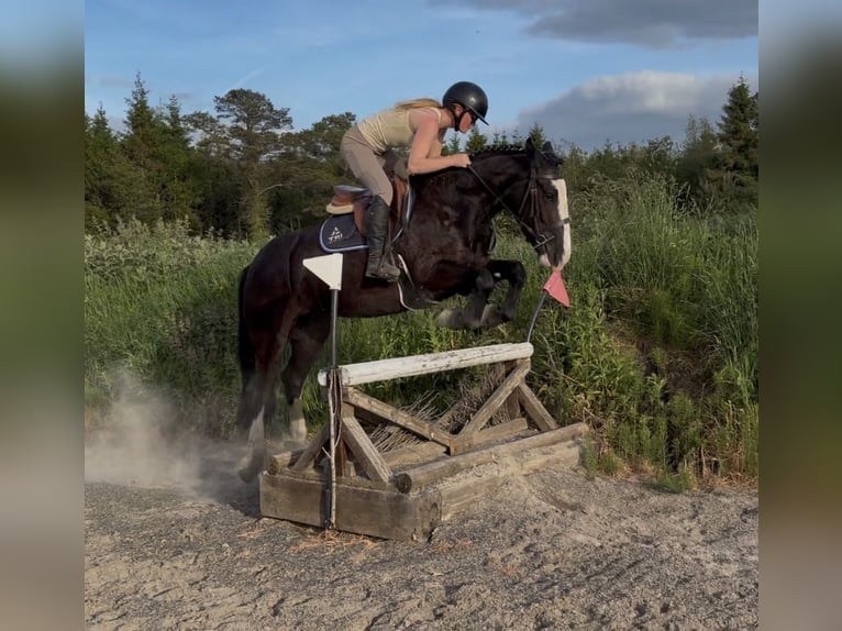 Cob Klacz 4 lat 150 cm Kara in Mountrath, Co. Laois