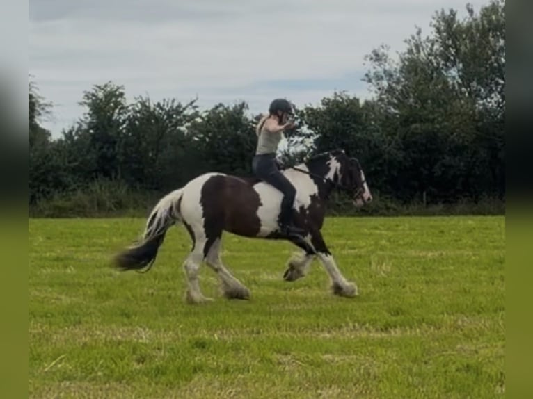 Cob Klacz 4 lat 152 cm Tobiano wszelkich maści in Mountrath, Co. Laois