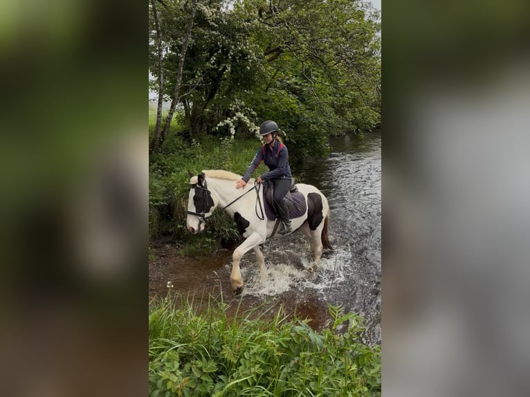 Cob Klacz 4 lat 154 cm Srokata in Sligo