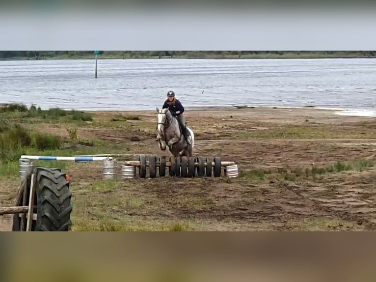 Cob Klacz 4 lat 158 cm in Drumshanbo