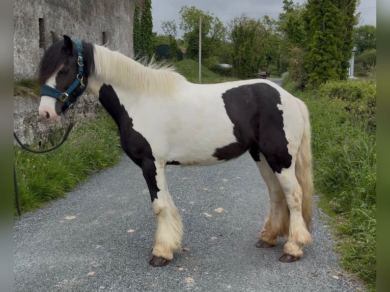 Cob Klacz 5 lat 138 cm Srokata in Sligo