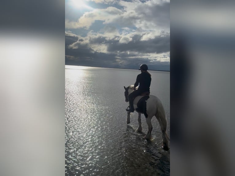 Cob Klacz 5 lat 138 cm Srokata in Sligo