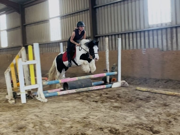 Cob Klacz 5 lat 138 cm Srokata in Sligo