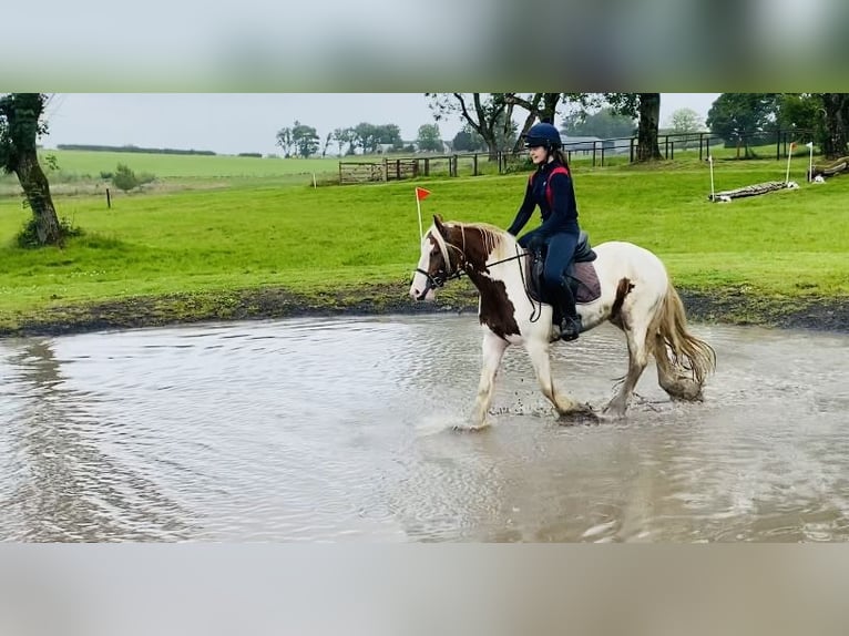 Cob Klacz 5 lat 140 cm Srokata in Sligo