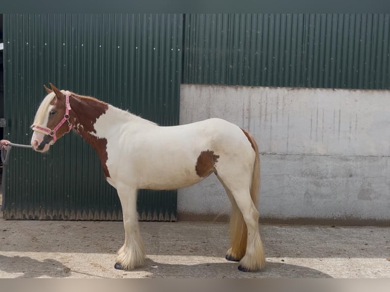 Cob Klacz 5 lat 140 cm Srokata in Sligo