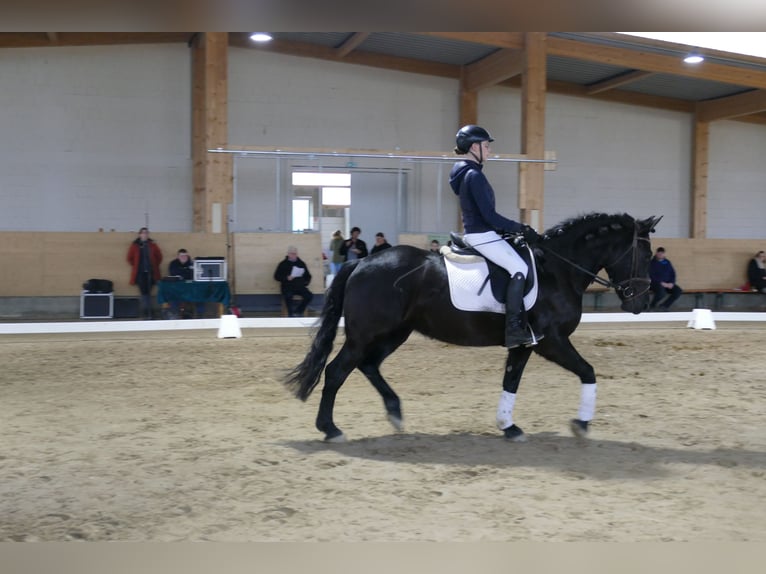 Cob Klacz 5 lat 152 cm Kara in Ganschow