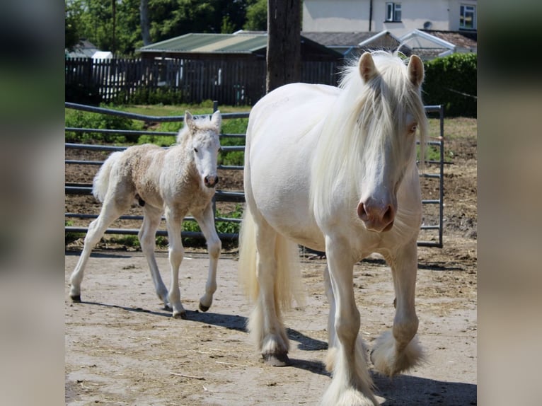 Cob Klacz 5 lat Cremello in Bridgwater, Somerset