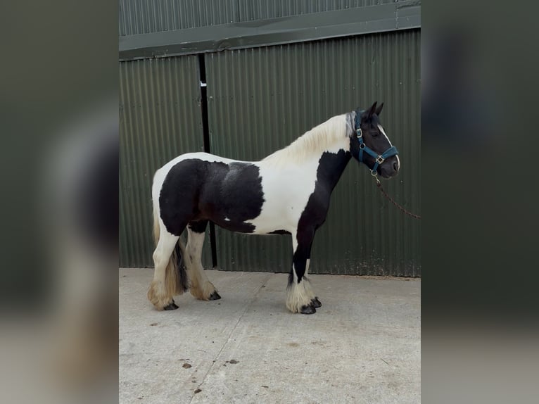 Cob Klacz 6 lat 136 cm Srokata in Sligo