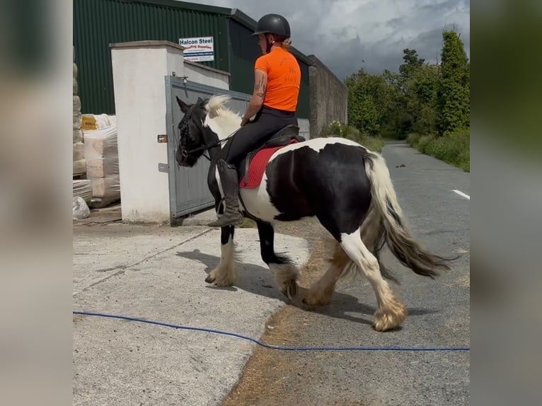 Cob Klacz 6 lat 136 cm Srokata in Sligo