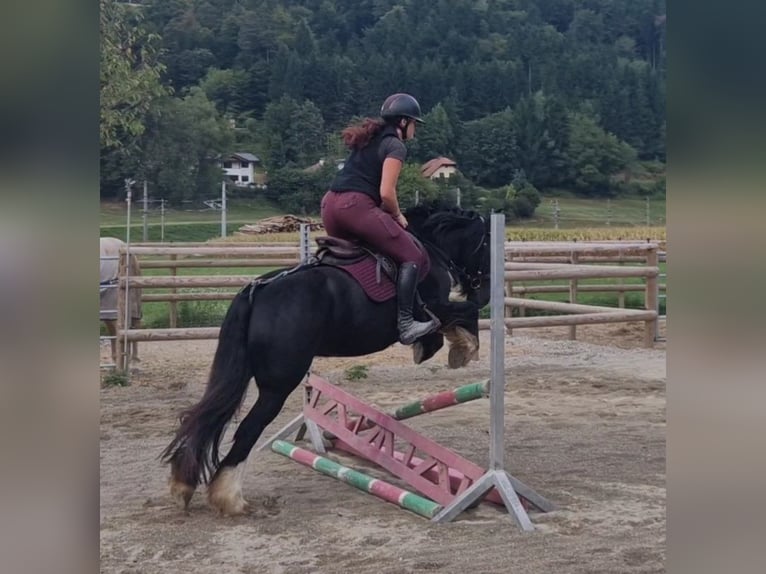 Cob Klacz 6 lat 142 cm Kara in Gummern