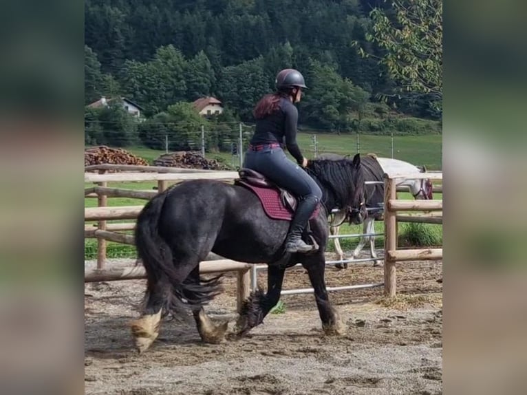 Cob Klacz 6 lat 142 cm Kara in Gummern