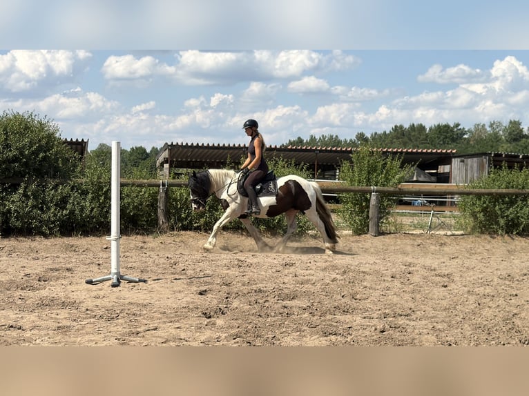 Cob Mix Klacz 6 lat 145 cm Tobiano wszelkich maści in Trebbin