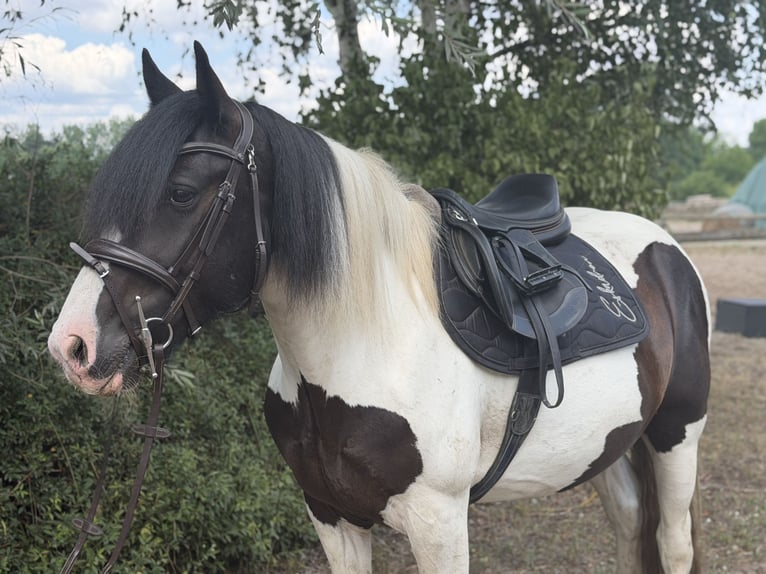 Cob Mix Klacz 6 lat 145 cm Tobiano wszelkich maści in Trebbin