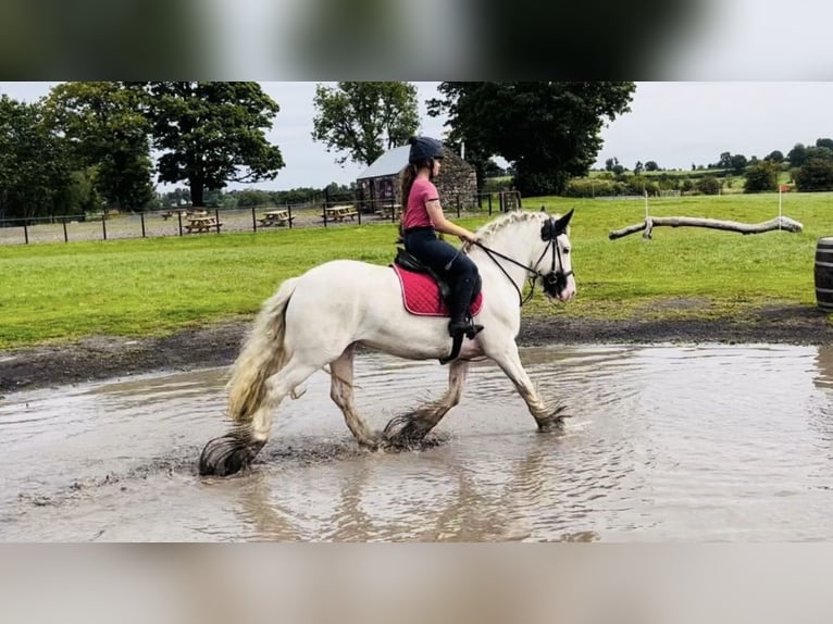 Cob Klacz 6 lat 160 cm Tobiano wszelkich maści in Trebbin