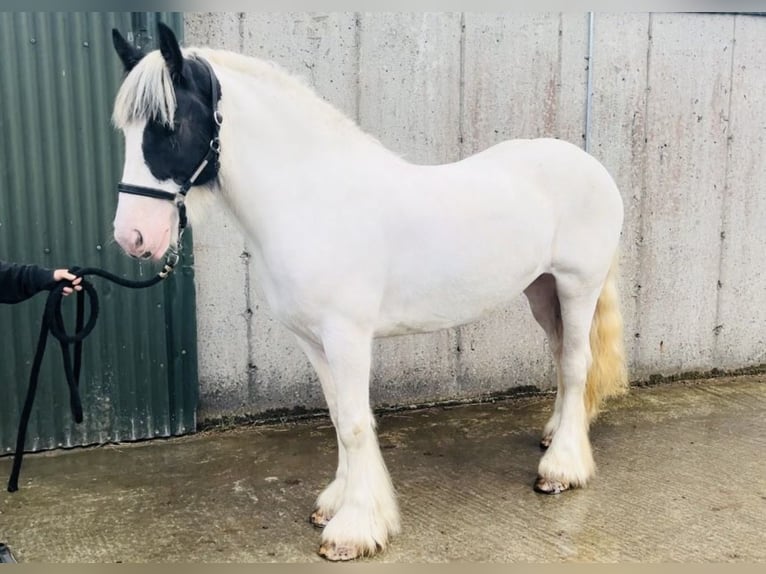 Cob Klacz 6 lat 160 cm Tobiano wszelkich maści in Trebbin