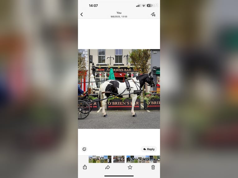 Cob Klacz 6 lat 185 cm Tobiano wszelkich maści in Cork