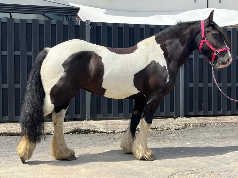 Cob Klacz 7 lat 148 cm Srokata in Morsbach