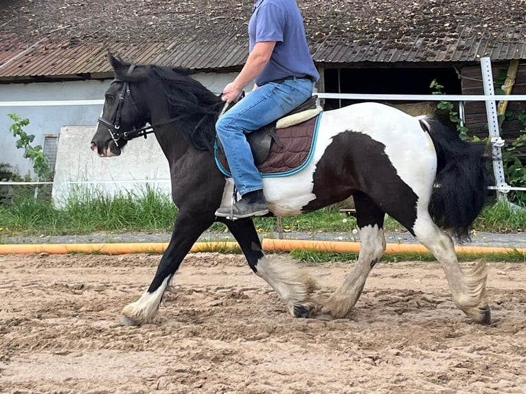 Cob Klacz 7 lat 148 cm Srokata in Morsbach