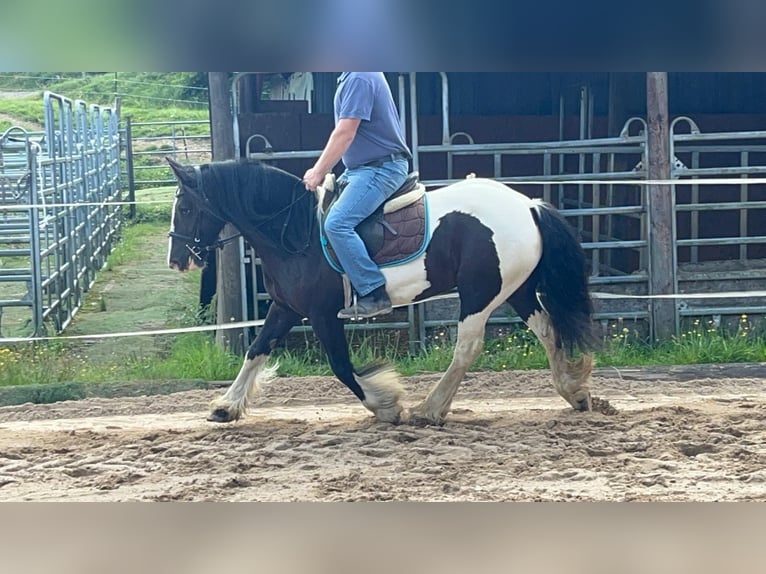 Cob Klacz 7 lat 148 cm Srokata in Morsbach