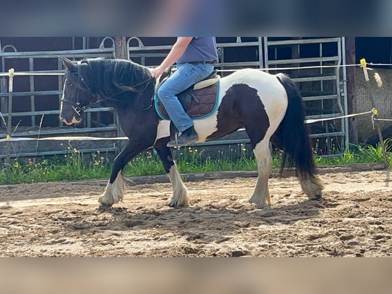 Cob Klacz 7 lat 148 cm Srokata in Morsbach