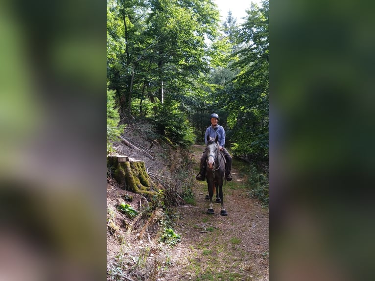 Cob Mix Klacz 7 lat 152 cm Kasztanowatodereszowata in Felsbergerhof