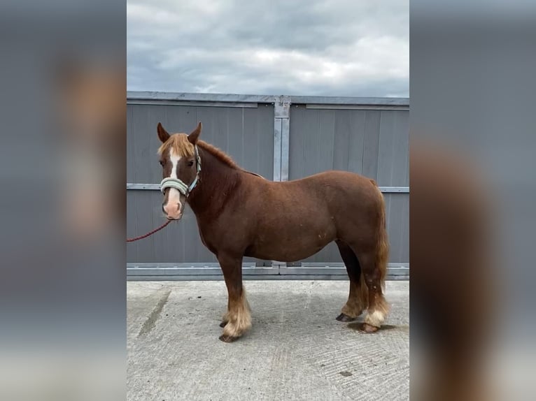 Cob Klacz 8 lat 125 cm Ciemnokasztanowata in Sligo