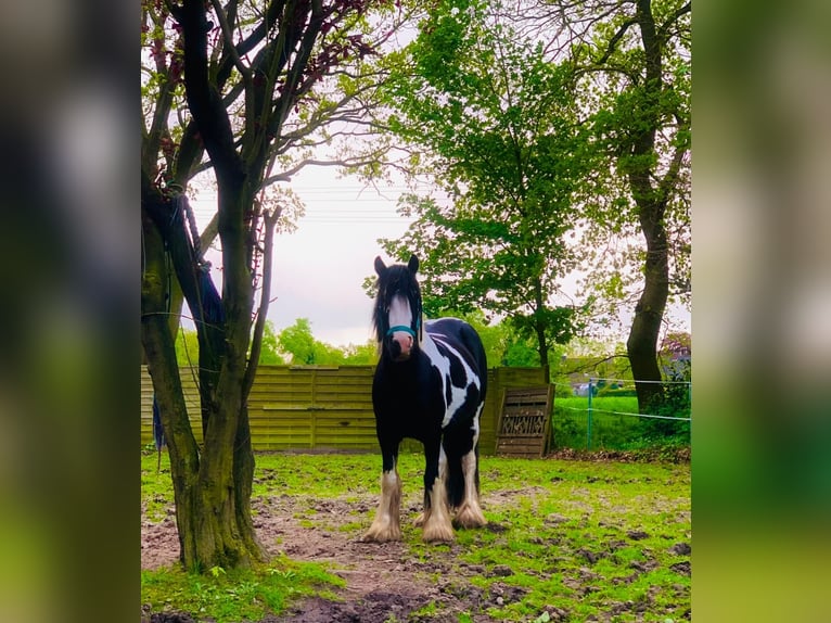 Cob Klacz 8 lat 137 cm Srokata in Jever