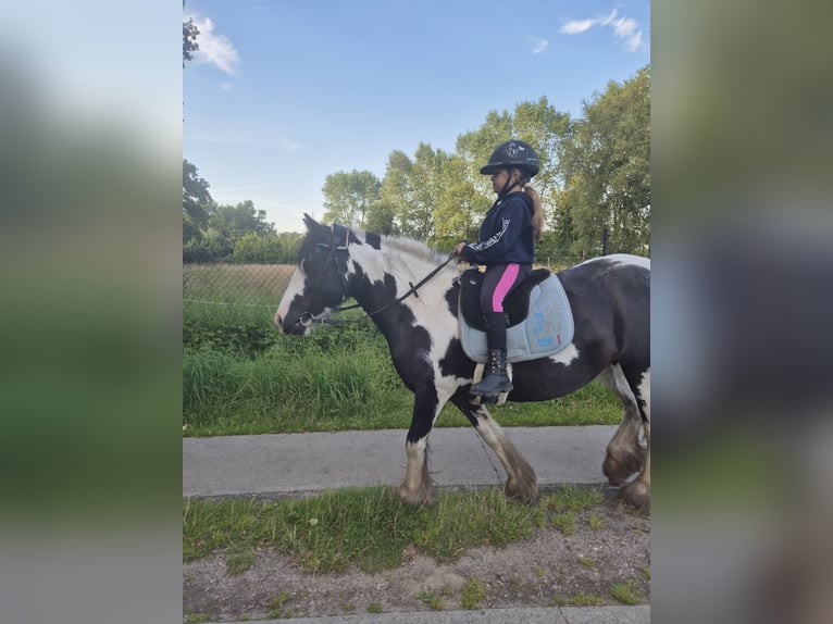 Cob Klacz 8 lat 137 cm Srokata in Jever