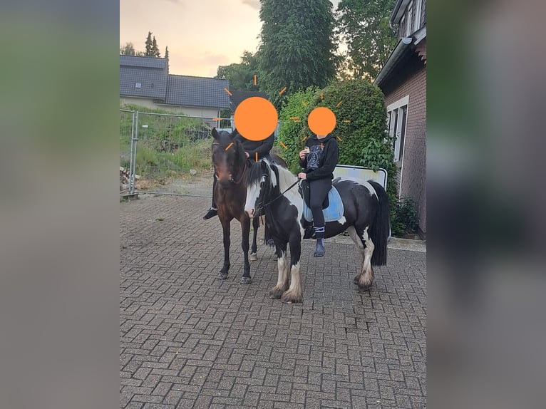 Cob Klacz 8 lat 137 cm Srokata in Jever