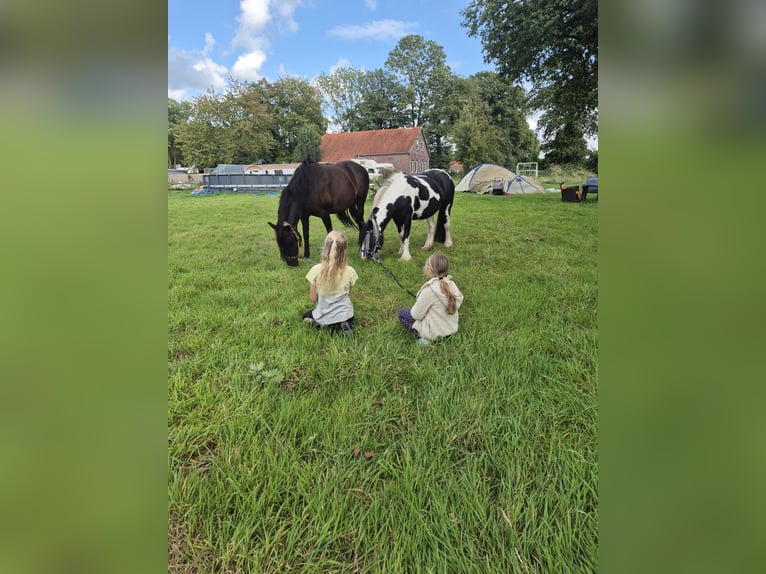 Cob Klacz 8 lat 137 cm Srokata in Jever