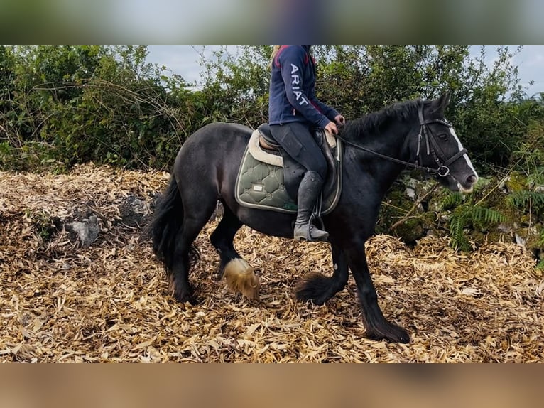 Cob Klacz 8 lat 138 cm Kara in Sligo