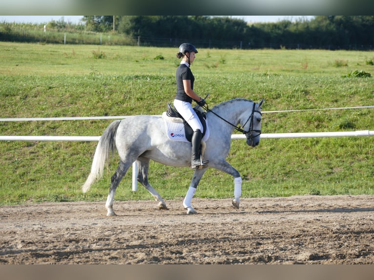 Cob Klacz 8 lat 146 cm Siwa in Ganschow