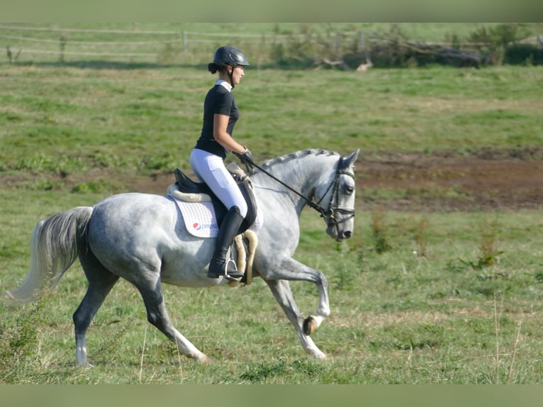 Cob Klacz 8 lat 146 cm Siwa in Ganschow