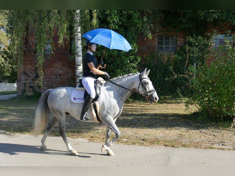 Cob Klacz 8 lat 146 cm Siwa in Ganschow