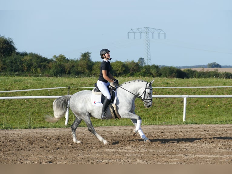 Cob Klacz 8 lat 146 cm Siwa in Ganschow