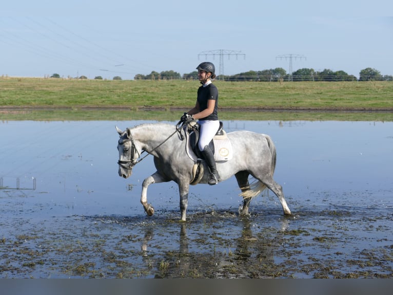 Cob Klacz 8 lat 146 cm Siwa in Ganschow