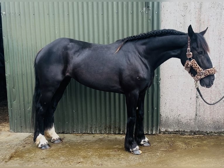 Cob Klacz 8 lat 156 cm Kara in Sligo